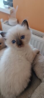 Ragdoll kotatka - 4