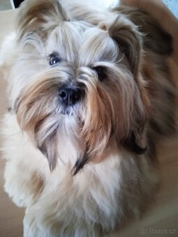 Prodám štěňátka Lhasa Apso - 4