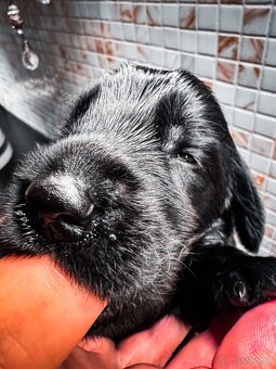 Flat Coated Retriever s PP - krásná a výjimečná štěňátka - 4