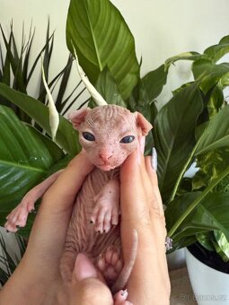 Prodám koťátka sphynx - 4