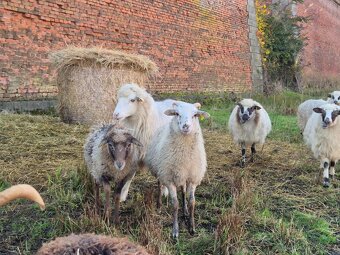 Letošní jehnice - 4