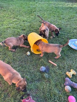 Belgický ovčák malinois s PP - štěně - 4