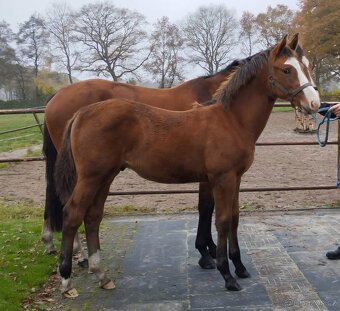 Exkluzívny KWPN žrebček do vyššieho športu - 4
