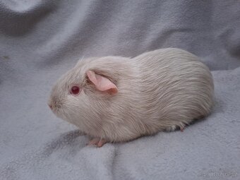 Sameček morčátko - 4