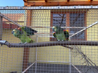 Amazoňan modročelý( aestiva aestiva ) pár - 4