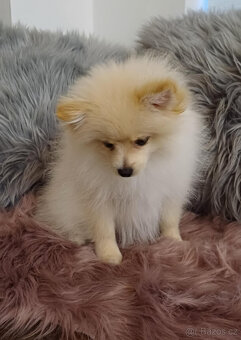 Pes pomeranian x trpasličí špic bez PP - 4