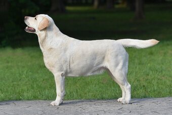 Špičková žlutá štěňata labradorského retrívra - 4
