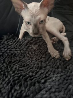 Kanadský Sphynx s průkazem původu - 4
