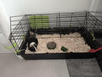 Daruji Morče Jménem Mikeš Spěchá - 4
