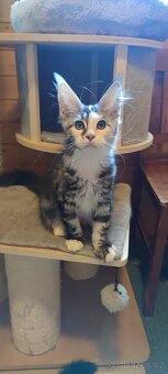 Mainská mývalí koťátka s PP - 4