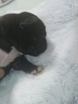 Na prodej amstaff štěňata - 4