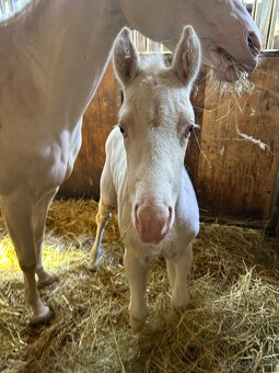 Cremello klisnička s odznaky s reining/cutting původem - 4