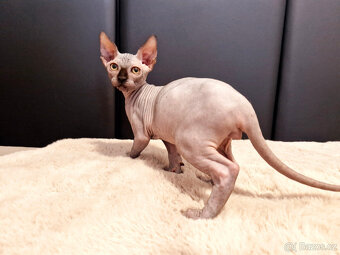 Sphynx koťata - 4