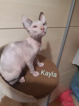 Don Sphynx Koťátka - 4