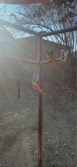 Neoféma tyrkysová 2:1 - 4