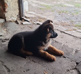 Štěňátko Německého ovčáka - 4