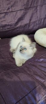 Ragdoll kočička bez PP - 4
