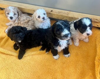 Maltipoo - 4