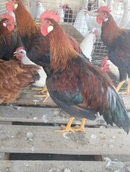 Kohouti Vlašky koroptví a Leghorn - 4