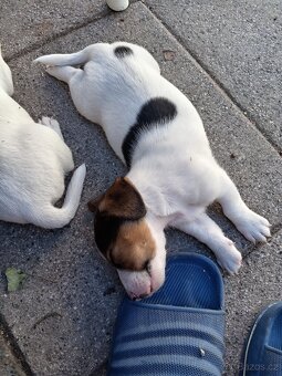 Jack russel teriér - 4