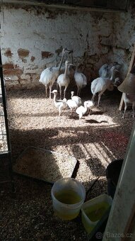 Nandu pampový bílá forma - Rhea americana - 4