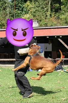 Pes ke krytí americký bandog - 4