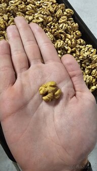 Prodám vlašské ořechy loupané - 4