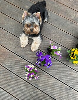 Krytí – jorkšírský teriér 3 roky, 5 kg - 4