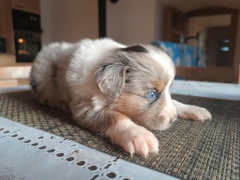 Miniaturní americký ovčák - 4