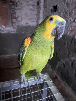 Amazoňan modročelý - 4