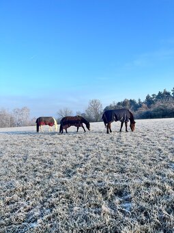 Pastevní ustájení u Štětí - 4