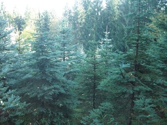 Stříbrný Smrk - 4