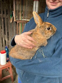 Sameček po Japonském králíkovi - 4