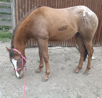 Appaloosa hřebeček - 4