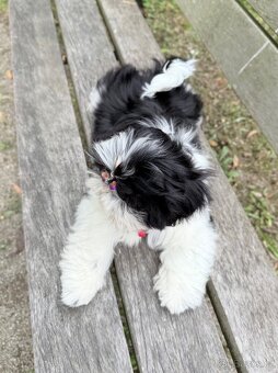 Shih-Tzu štěňatka - 4