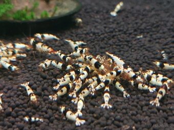 Krevetky caridina, neocaridina - 4