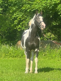 Připouštění Lupo 2250 Velkopolský kůň - 4