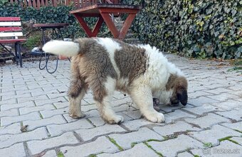 Moskevský strážní pes - ABAKTER - 4