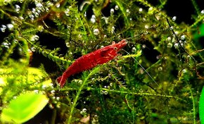 Dánio perlové (Dánio margaritatus) - 4