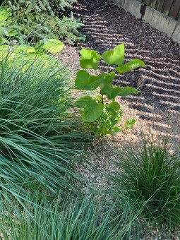 Rostlinky KATALPA královská - 4