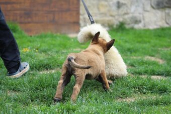 Belgický ovčák malinois s PP - 4