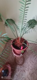 velká palma - Cykas - 4