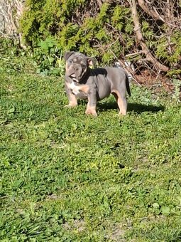Staroanglicky buldok - old english bulldog - poslední volny - 4