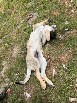 Štěňata Německý ovčák X Československý vlčák - 4