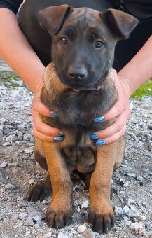 Belgický ovčák malinois - 4