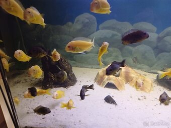 tropheus brichardi kipili albino - 4