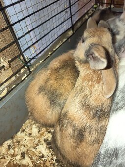 Zakrslý králíček barevný - 4