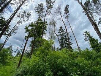 Lesní pozemek Lštění nad Zubřinou - 4