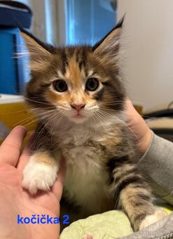 Mainská mývalí koťátka - 4