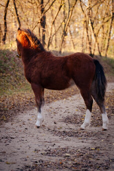 WELSH Mountain poník - 4